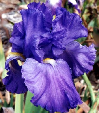 Stingray - fragrant reblooming tall bearded Iris