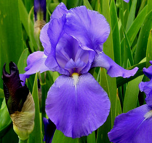 Summer Holidays - reblooming tall bearded Iris