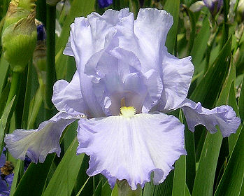 Then Again - reblooming tall bearded Iris