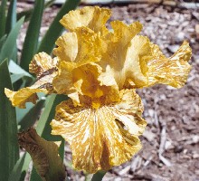 Tiger Honey - fragrant reblooming tall bearded Iris