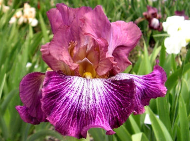 Vibrations - tall bearded Iris