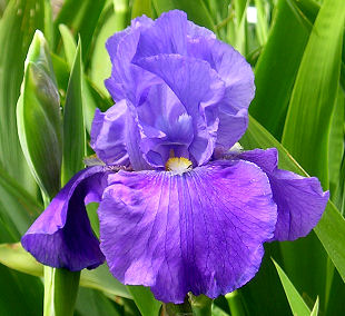 Purple Bearded Iris