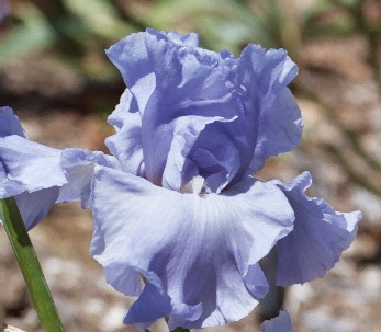 Winds Of Change - reblooming tall bearded Iris
