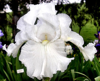 Iris germanica 'Immortality' - Reblooming