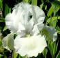 Aaron's Dream - tall bearded Iris - Reblooming fragrant tall bearded Iris