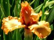American Style - Tall bearded Iris