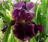 Black Fantasy - tall bearded Iris