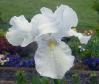 Blue Moonlight - Reblooming tall bearded Iris