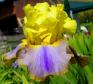 Can Can Dancer - Reblooming tall bearded Iris