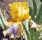 Can Can Dancer - Reblooming Tall bearded Iris