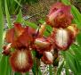 Certainly Certainly - Reblooming tall bearded Iris