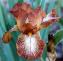 Certainly Certainly - Reblooming Tall bearded Iris
