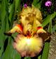 Citoyen - tall bearded Iris