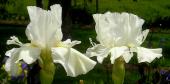 Fimbriated Space - fragrant tall bearded Iris