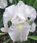 Forever Yours - Reblooming fragrant tall bearded Iris
