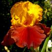 Forty Pinochle - tall bearded Iris