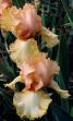 Juicy Fruit - Reblooming tall bearded Iris