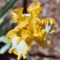 Light Beam - Reblooming tall bearded Iris