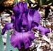 Mulberry Mist - Reblooming tall bearded Iris