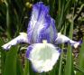 Queen Dorothy - Reblooming tall bearded Iris