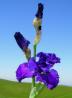 Star Master - Reblooming Tall bearded Iris