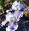 Wake Water - Reblooming Tall bearded Iris