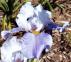 Wake Water - Reblooming fragrant tall bearded Iris