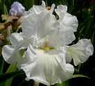 Alabama Bound - tall bearded Iris
