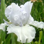 Alabaster Unicorn - tall bearded Iris