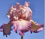 Alpine Twilight - reblooming tall bearded Iris