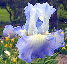 Altruist - reblooming tall bearded Iris