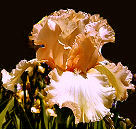Appleblossom Days - tall bearded Iris