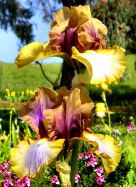 Art Project - fragrant tall bearded Iris