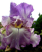 Autumn Tryst - fragrant reblooming tall bearded Iris