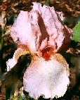 Bathsheba Comes NOID - fragrant tall bearded Iris