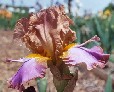 Battle Star - reblooming tall bearded Iris