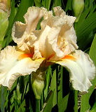 Be Mine - fragrant reblooming tall bearded Iris
