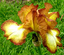 Belvi Queen - reblooming tall bearded Iris