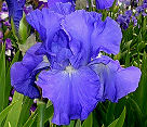 Bethany Claire - reblooming tall bearded Iris