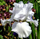 Big Melt - fragrant tall bearded Iris