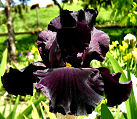 Black As Night - reblooming tall bearded Iris