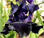 Black Dragon - tall bearded Iris