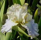 Border Music - fragrant Border bearded Iris