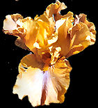 Bourbon - tall bearded Iris