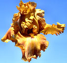 Brandy - tall bearded Iris