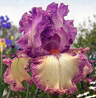 Brazen Beauty - reblooming tall bearded Iris