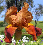 Brown Duet - reblooming tall bearded Iris