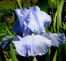 Busy Being Blue - fragrant reblooming tall bearded Iris