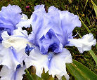 Bye Bye Blues - tall bearded Iris