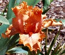 Can't Elope - fragrant tall bearded Iris